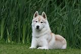 SIBERIAN HUSKY 946